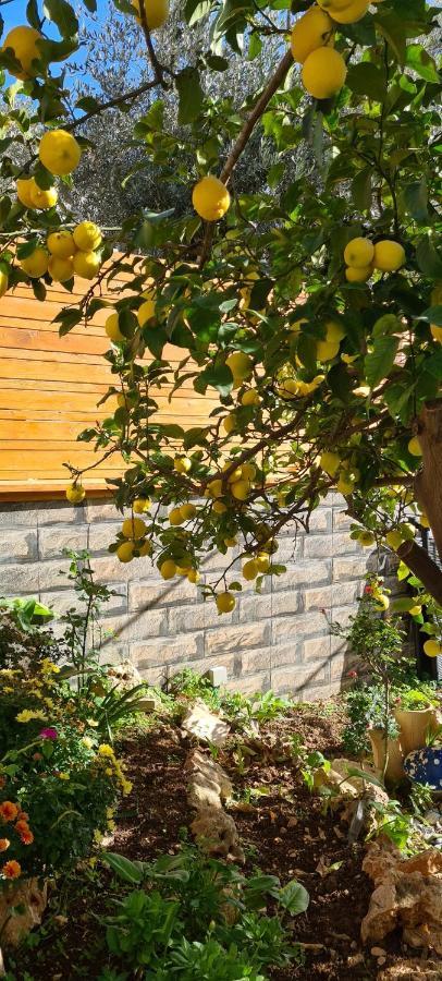 Maria'S Guesthouse - Uphill View Of Nazareth F المظهر الخارجي الصورة