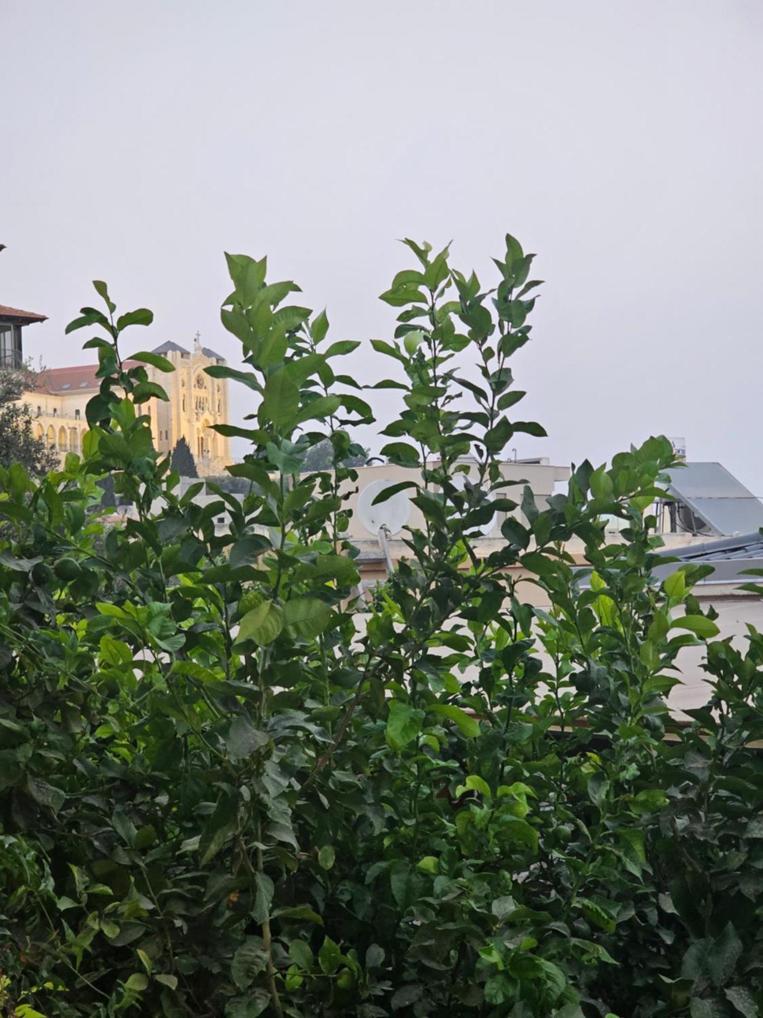 Maria'S Guesthouse - Uphill View Of Nazareth F المظهر الخارجي الصورة