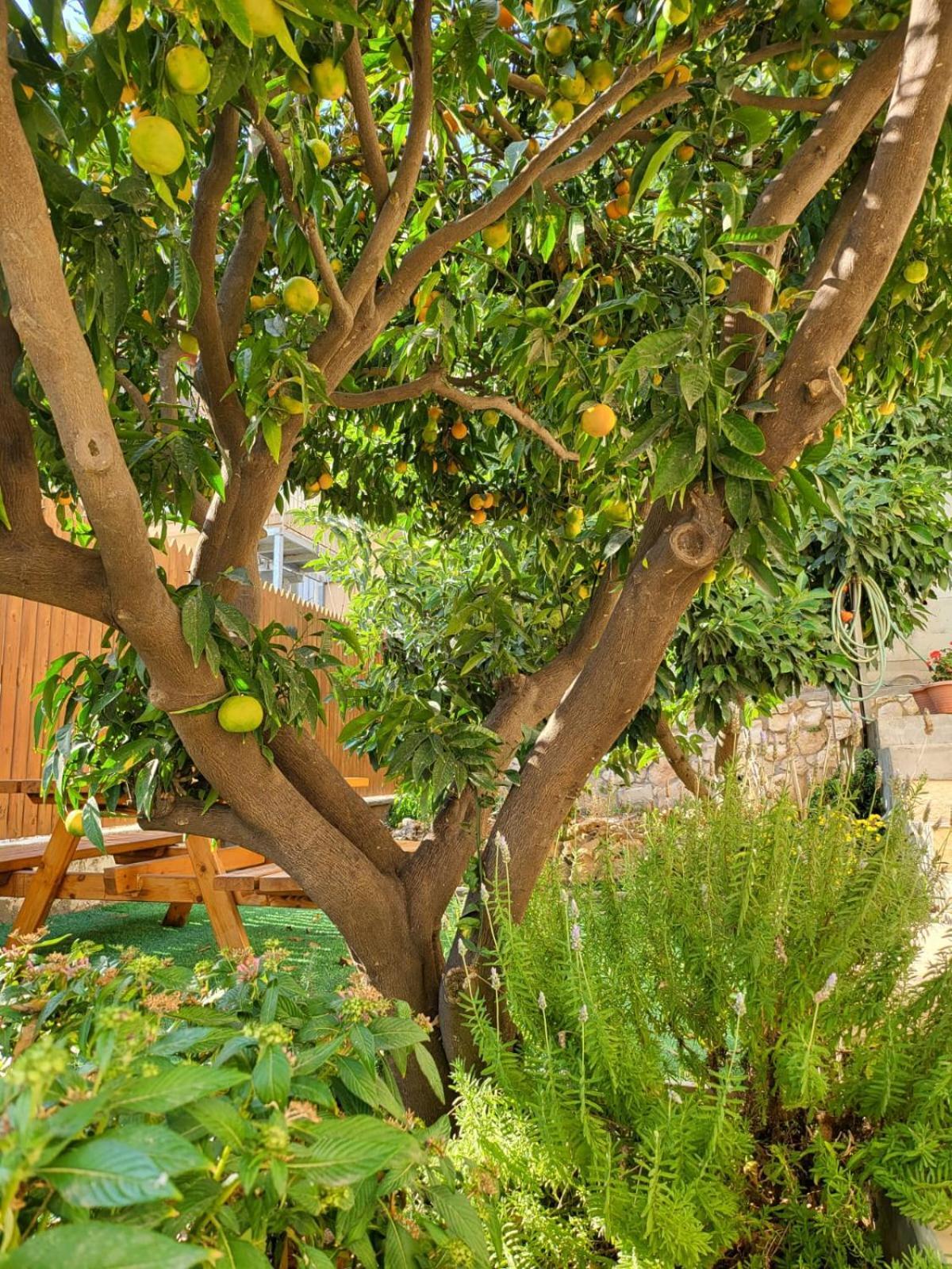 Maria'S Guesthouse - Uphill View Of Nazareth F المظهر الخارجي الصورة